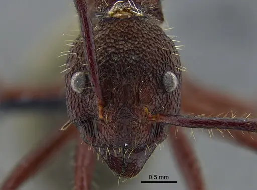 Dolichoderus decollatus specimen CBUMAGENT41943 image cbumagent41943_2