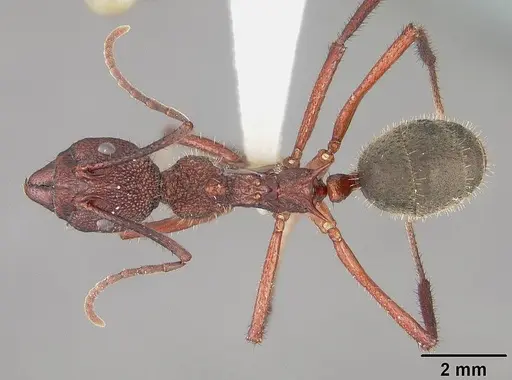 Dolichoderus decollatus specimen USNMENT00412866 image usnment00412866_1
