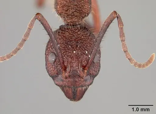 Dolichoderus decollatus specimen USNMENT00412866 image usnment00412866_2