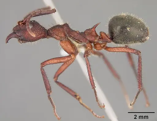 Dolichoderus decollatus specimen USNMENT00412866 image usnment00412866_3