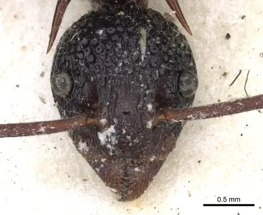 Dolichoderus dentatus specimen CASENT0902977 image casent0902977_2