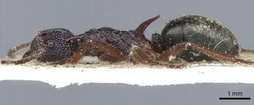 Dolichoderus dentatus specimen CASENT0902977 image casent0902977_4