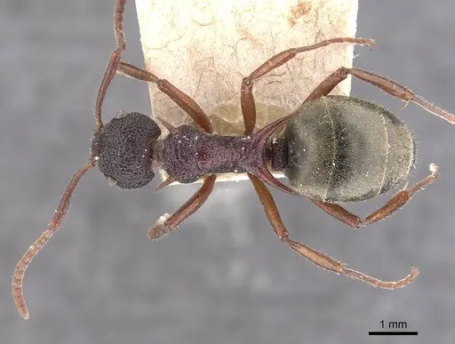 Dolichoderus dentatus specimen CASENT0909473 image casent0909473_1