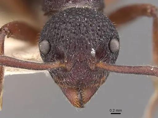 Dolichoderus dentatus specimen CASENT0909473 image casent0909473_2