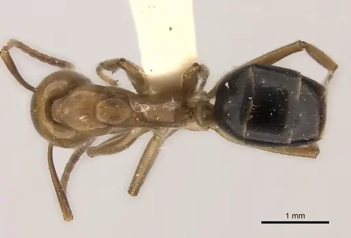 Dolichoderus diversus specimen CASENT0217394 image casent0217394_1