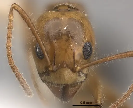 Dolichoderus diversus specimen CASENT0217394 image casent0217394_2