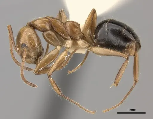 Dolichoderus diversus specimen CASENT0217394 image casent0217394_3