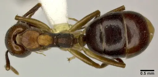 Dolichoderus diversus specimen CASENT0246572 image casent0246572_1