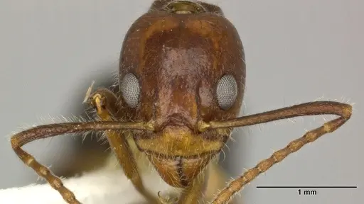 Dolichoderus diversus specimen CASENT0246572 image casent0246572_2