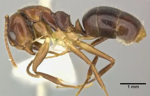 Dolichoderus diversus specimen CASENT0246572 image casent0246572_3