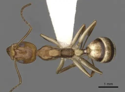 Dolichoderus diversus specimen CASENT0249643 image casent0249643_1