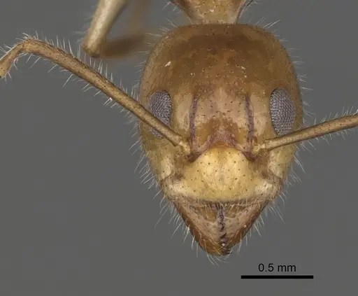 Dolichoderus diversus specimen CASENT0249643 image casent0249643_2