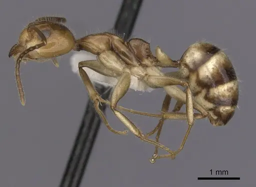 Dolichoderus diversus specimen CASENT0249643 image casent0249643_3