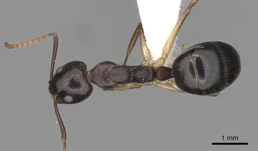Dolichoderus diversus specimen CASENT0249644 image casent0249644_1