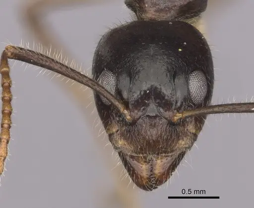 Dolichoderus diversus specimen CASENT0249644 image casent0249644_2