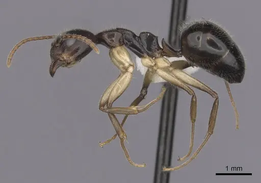 Dolichoderus diversus specimen CASENT0249644 image casent0249644_3