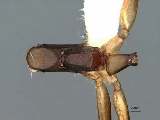 Dolichoderus diversus specimen CASENT0866539 image casent0866539_1