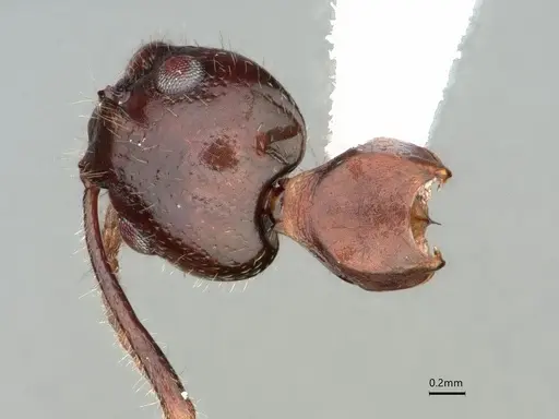 Dolichoderus diversus specimen CASENT0866539 image casent0866539_2