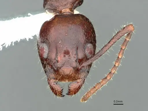 Dolichoderus diversus specimen CASENT0866539 image casent0866539_3