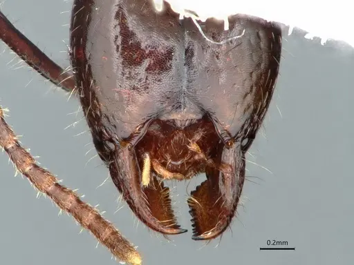 Dolichoderus diversus specimen CASENT0866539 image casent0866539_4
