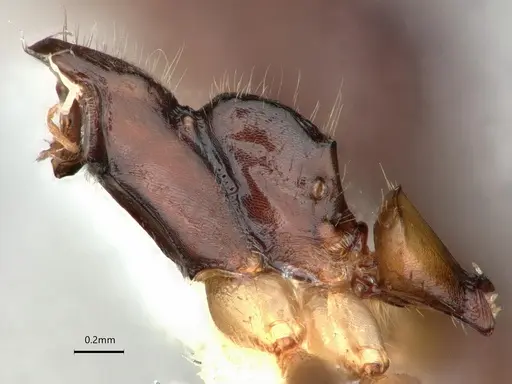 Dolichoderus diversus specimen CASENT0866539 image casent0866539_5