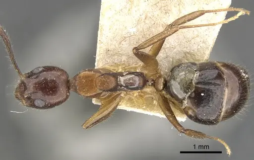 Dolichoderus diversus specimen CASENT0902955 image casent0902955_1