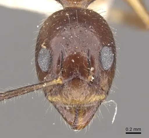 Dolichoderus diversus specimen CASENT0902955 image casent0902955_2