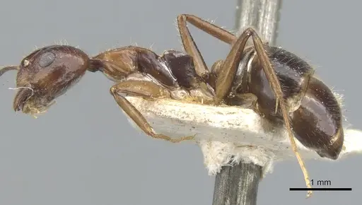 Dolichoderus diversus specimen CASENT0902955 image casent0902955_3