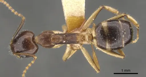 Dolichoderus diversus specimen CASENT0902956 image casent0902956_1