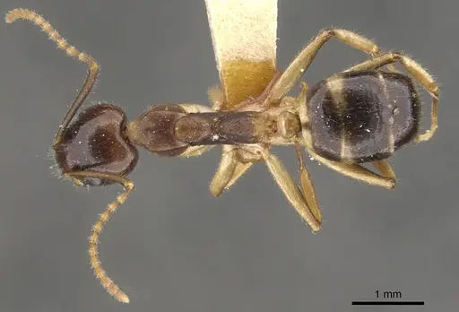 Dolichoderus diversus specimen CASENT0902956 image casent0902956_2