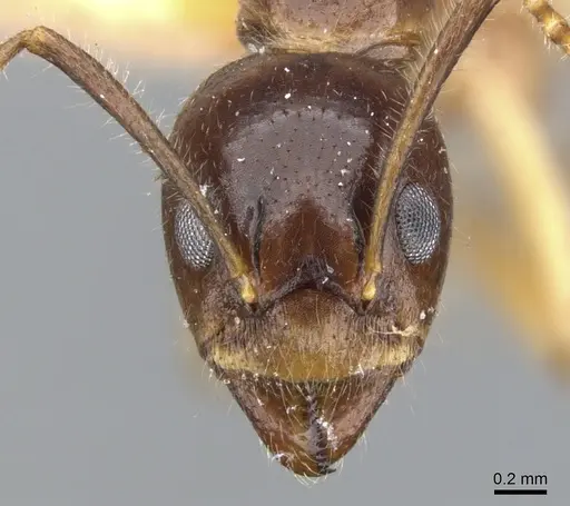 Dolichoderus diversus specimen CASENT0902956 image casent0902956_3