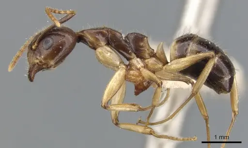 Dolichoderus diversus specimen CASENT0902956 image casent0902956_4