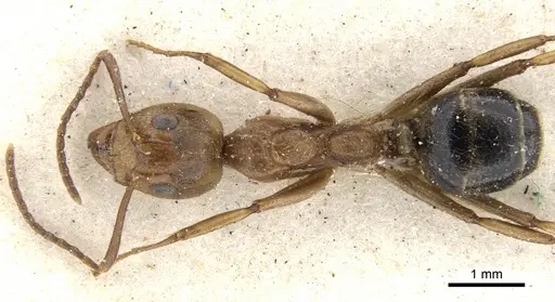 Dolichoderus diversus specimen CASENT0902957 image casent0902957_1