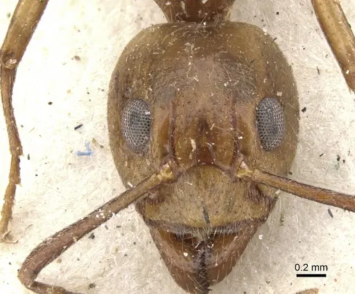 Dolichoderus diversus specimen CASENT0902957 image casent0902957_2