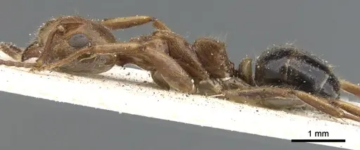 Dolichoderus diversus specimen CASENT0902957 image casent0902957_3