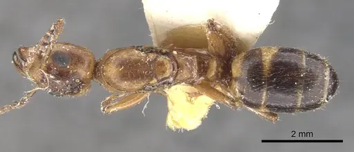 Dolichoderus diversus specimen CASENT0902958 image casent0902958_1