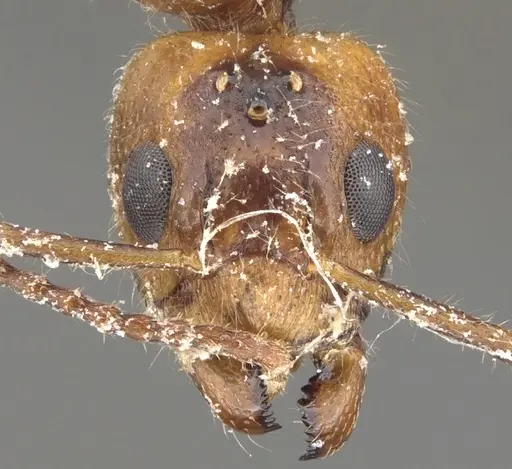 Dolichoderus diversus specimen CASENT0902958 image casent0902958_2