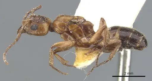 Dolichoderus diversus specimen CASENT0902958 image casent0902958_3