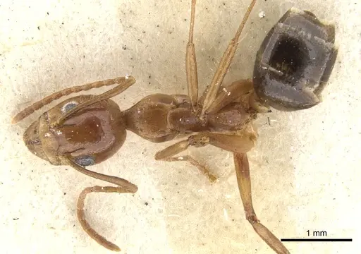 Dolichoderus diversus specimen CASENT0902959 image casent0902959_1