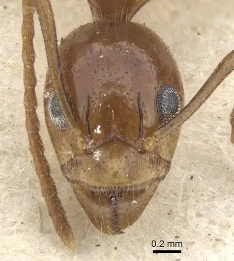 Dolichoderus diversus specimen CASENT0902959 image casent0902959_2