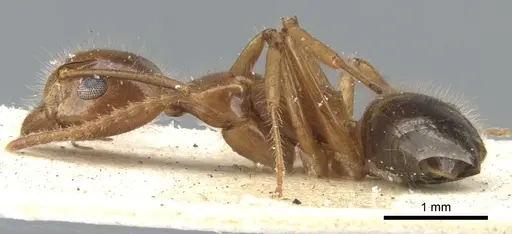 Dolichoderus diversus specimen CASENT0902959 image casent0902959_3