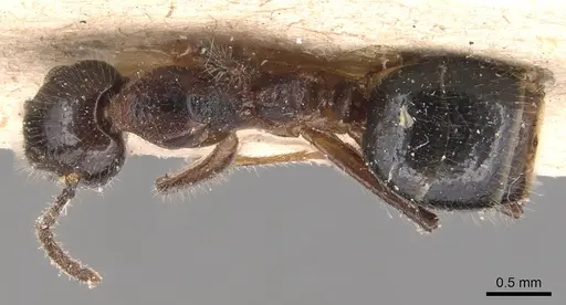 Dolichoderus diversus specimen CASENT0905030 image casent0905030_1