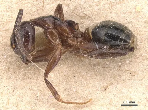 Dolichoderus diversus specimen CASENT0905030 image casent0905030_3