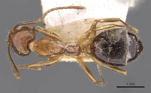 Dolichoderus diversus specimen CASENT0909463 image casent0909463_1
