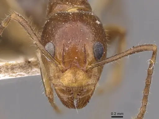 Dolichoderus diversus specimen CASENT0909463 image casent0909463_2