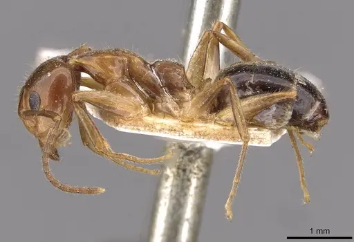 Dolichoderus diversus specimen CASENT0909463 image casent0909463_3