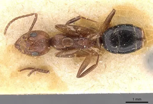 Dolichoderus diversus specimen CASENT0909464 image casent0909464_1
