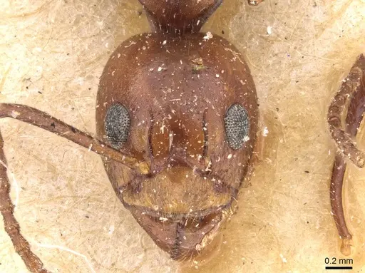 Dolichoderus diversus specimen CASENT0909464 image casent0909464_2