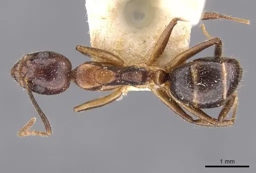 Dolichoderus diversus specimen CASENT0909465 image casent0909465_1