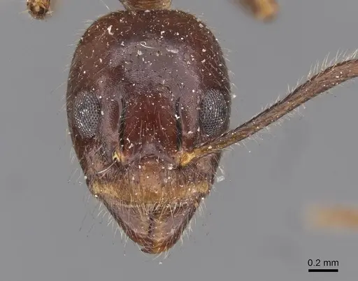 Dolichoderus diversus specimen CASENT0909465 image casent0909465_2